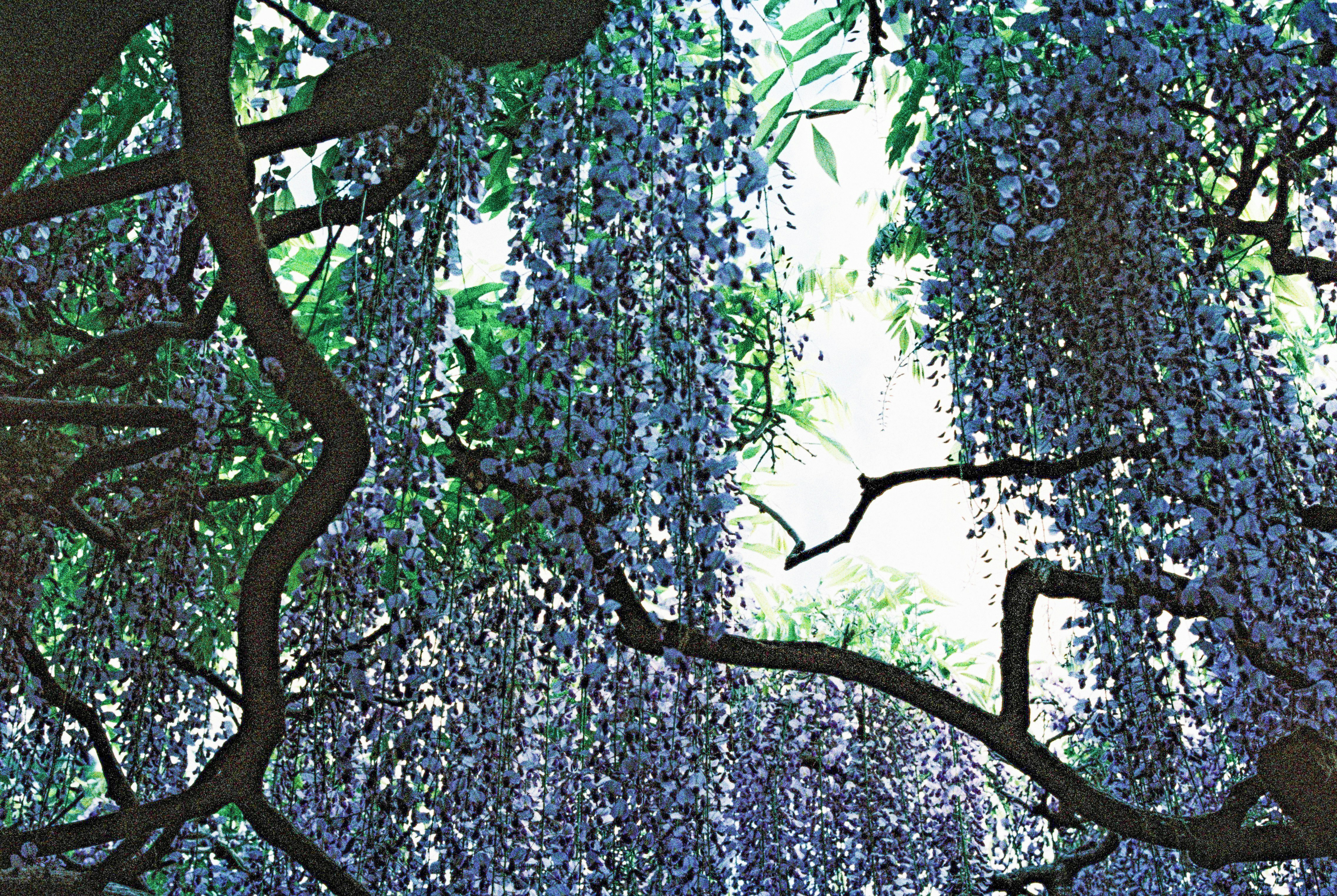 green trees with blue flowers during daytime